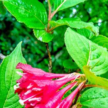 秋保大滝植物園の画像 by moonさん | お出かけ先とウツギと雨上がりと初夏へと散歩と秋保大滝植物園と紅い花
