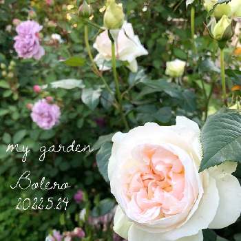 ボレロ バラの画像 by みみとねねさん | 小さな庭と咲いてくれた♡とボレロ バラとマイガーデンと花のある暮らしとかわいいな♡