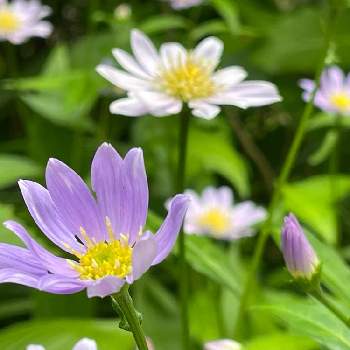 みやこわすれ の投稿画像一覧 Greensnap グリーンスナップ みやこわすれ の投稿画像一覧 Greensnap グリーンスナップ