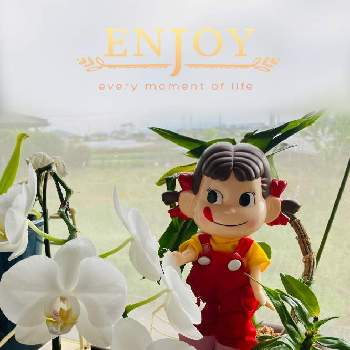 優しい花の画像 by ブンブンさん | 窓辺と子供の日と可愛い❤と優しい花とペコちゃん祭り