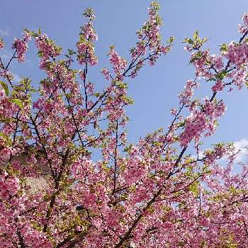 八重桜の画像 by あっきーさん | 八重桜