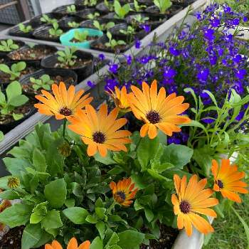 オレンジ色の花の画像 by うみ☆さん | 小さな庭とロベリアとPKDたちとオステオぺルマムとオレンジ色の花とシャインビューティーと紫色の花と宿根草♪と5月と黄色の花と花のある暮らし