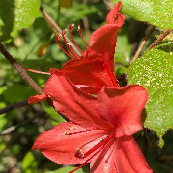 おはようの画像 by 花土葉さん | 小さな庭と一目惚れと西洋ツツジと春の訪れとおはようと赤い花とアザレア☆
