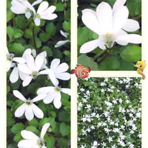 プラティア,プラティア アングラータ,エクボソウ,白い花,沖縄の画像