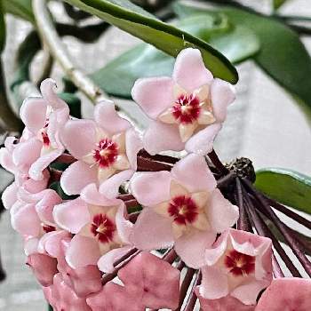 かわいい花の画像 by こむこむさん | 寝室と癒される〜♡とホヤとホヤ カルノーサと小さい花とあっかわいい❣️とわが家の花とかわいい花