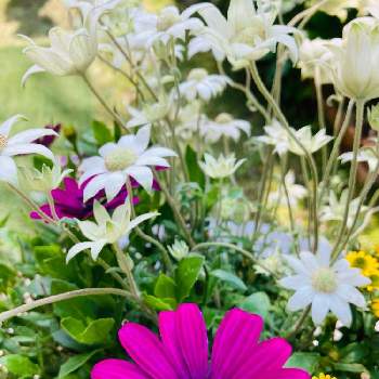 色艶やかの画像 by 典子さん | 小さな庭と鉢植えとふわふわ♡とお庭のお花と色艶やか
