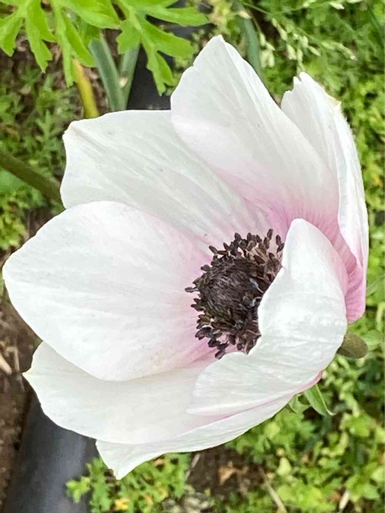 廣花奈さんの山下公園への投稿