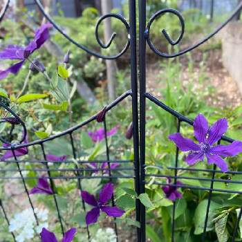 春の庭の画像 by ぴちぴちぴーちさん | アプローチと鹿にも負けずと春のお花とクレマチス♬と青い花と春の庭