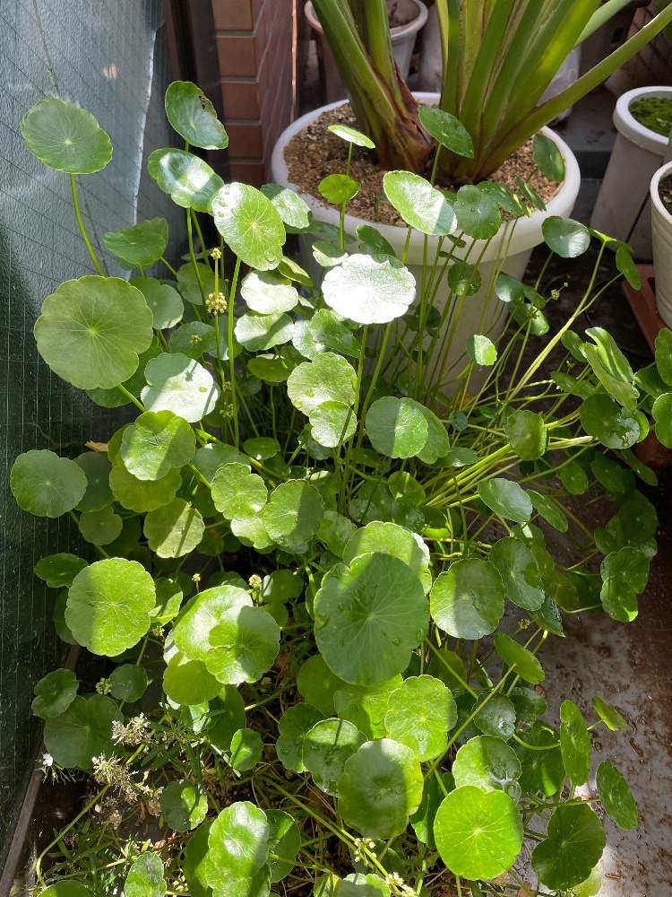 ウォーターコインの投稿画像 By Boesukeさん バルコニー ベランダとウォーターマッシュルームが花咲くとウォーターマッシュルーム と ウォーターマッシュルーム とウォーターマッシュルーム と水性植物ウォーターコインとウォーターコイン とウォーターマッシュルーム ウォーターコインの投稿画像 By Boesukeさん バルコニー ベランダとウォーターマッシュルームが花咲くとウォーターマッシュルーム と ウォーターマッシュルーム とウォーターマッシュルーム と水性植物ウォーターコインとウォーターコイン とウォーターマッシュルーム