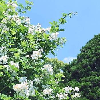 青空の画像 by 京紫さん | ノイバラと勝手にローズフェスタとノイバラ♡とばら バラ 薔薇と勝手に昆虫記と青空と植物❤︎と白い水曜日♡と❥植物❥空模様❥コラボ❥と白い花といやし♪と青空と京都府立植物園とiPhone撮影と雲仲間