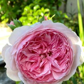 白色の花の画像 by グッチさん | 広い庭と薔薇 ザ ウェッジウッド ローズと我が家の薔薇と大好きな薔薇♡と可愛いピンクのお花とおうち園芸と鉢植えと元気に育ててますよと白色の花