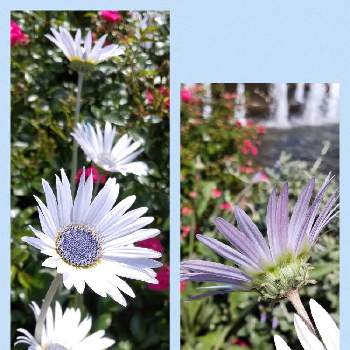 アークトチス グランディスの投稿画像一覧 Greensnap グリーンスナップ