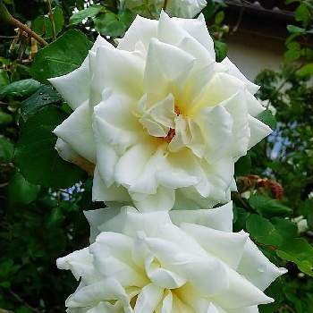 お花好きの人と繋がりたいの画像 by 慶子さん | 小さな庭とばら バラ 薔薇とおうち園芸と今日の一枚と今日のお花とガーデニングと花のある暮らしと白い花とお花好きとお花好きの人と繋がりたいと花が好き