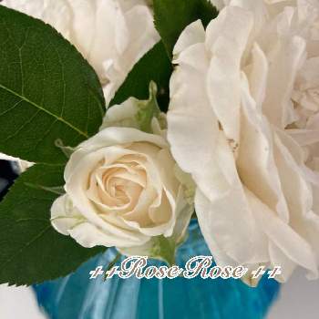 アイスバーグ！の画像 by Rose Rose！さん | 小さな庭と花のある暮らし♡とばら バラ 薔薇とおうち園芸とアイスバーグ！と庭づくりと可愛いとガーデニング