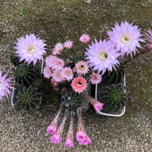 サボテン,サボテン,ロビビオプシス,　エキノプシス属,サボテン科の画像