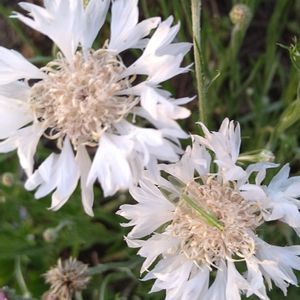 矢車草,セントーレア,白い花,種から,害虫駆除の画像