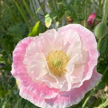 良い一日をの画像 by misumi (美澄)さん | 良い一日をと可愛い花といつもありがとうとフリフリのお花と癒しのピンクとシャーレーポピー.とiPhone撮影