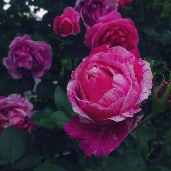ロザリアンの画像 by きらまるさん | 玄関と薔薇愛同盟と薔薇男子と薔薇に魅せられてと薔薇と暮らすとB型と365日薔薇と暮らすとバラのある暮らしとセクシーと花のある暮らしとロザリアンとバラを楽しむとシボラーとチームブルーNo.121