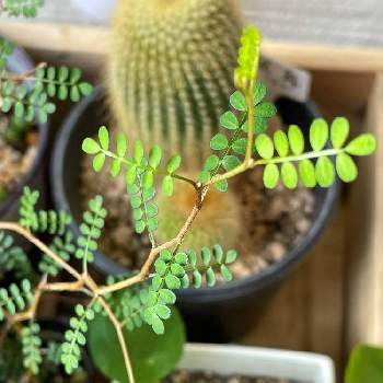 ソフォラリトルベイビーの画像 by yukaさん | 玄関とピレア・ペペロミオイデスとソフォラリトルベイビーと元気に育ちますようにと癒しと可愛いと小さいと観葉植物
