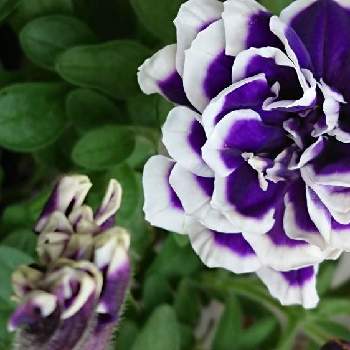 花衣藍染,ナス科,身近にある花達,おうち園芸,ちっちゃい庭の画像