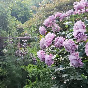 薔薇 ノヴァーリスの画像 by keiraさん | ノヴァーリスとばら バラ 薔薇と庭の花と咲いてくれてありがとう❤とバラ大好きとばら大好きとむらさきの花とばらの季節と薔薇 ノヴァーリス