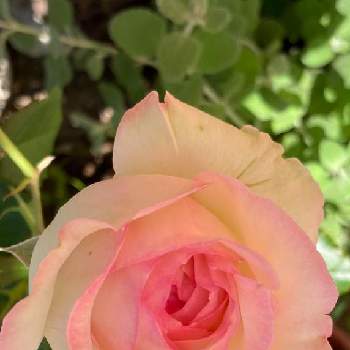 かわいいのが好きの画像 by ゆきりんさん | 小さな庭とピエールドゥロンサールとばら バラ 薔薇とバラ・ピエールドゥロンサールとかわいいのが好きとナチュラルガーデンとお花に癒される日々と花のある暮らし