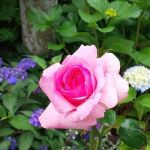 バラ,バラ ヒストリー,お庭,ピンクの花,バラ 鉢植えの画像