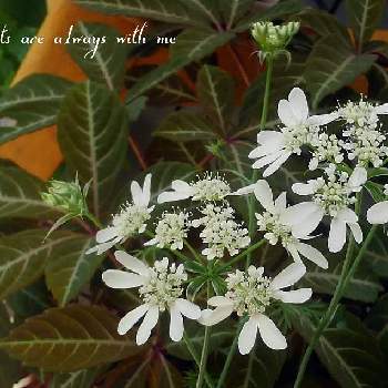 白いお花の画像 by *✿.吏禾.✿*さん | オルレアとヘンリーヅタと爽やかと白いお花と癒し…♡と白い水曜日♡