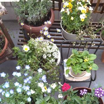 苗から育てるの画像 by kazu✿さん | ビオラとラベンダーとネモフィラ・メンジェシーとブルーデージーとルピナスとコリウスとプリムラとアリッサムとバーベナとビオラとクリサンセマムとお洒落な葉っぱと北国と自宅にてと可愛いお花と季節の花と寄植えと日光浴と苗から育てるとブルーのお花♡と黄色いお花と白いお花♡