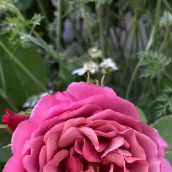 かわいいのが好きの画像 by ゆきりんさん | 小さな庭とバラ あおいとばら バラ 薔薇とかわいいのが好きとナチュラルガーデンとあおい 薔薇とお花に癒される日々と花のある暮らし