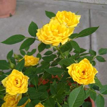 お家園芸の画像 by み〜ばあばさん | 小さな庭と花植物大好きとお家園芸と黄色い花♡と小さな庭ですとかわいいとミニ薔薇