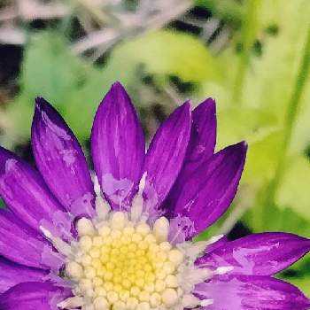 雨上がりの画像 by moonさん | お出かけ先とミヤコワスレと雨上がりと初夏へと散歩と秋保大滝植物園と紫の花