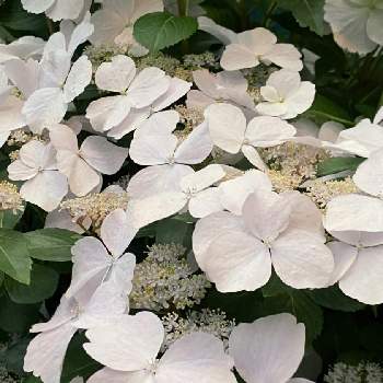 白いお花の画像 by Cookieさん | エントランスと紫陽花とわれら17年組とPWラグランジア ブライダルシャワーと紫陽花 アジサイ あじさいと白いお花と5月と白い水曜日♡と白い花と紫陽花大好き
