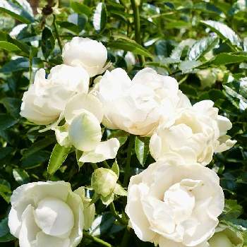 白色の花の画像 by hotaruさん | お出かけ先とバラ、薔薇、ばらとミニバラと水曜ローズショーと皆んなにサチアレと白い水曜日♡と太陽の光を浴びてと花のある暮らしと純白マニアと白色の花
