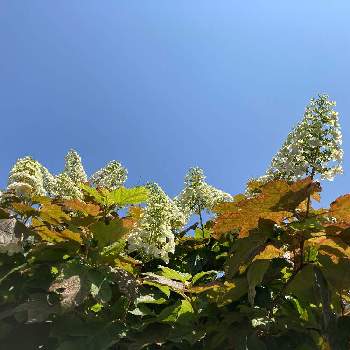 青空の画像 by ジャクリーヌデュプレさん | お出かけ先と青空とお日様いっぱい浴びてと初夏の花たち