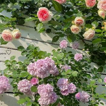 可愛い♡の画像 by Half moon  さん | 小さな庭とピエール  ドゥ  ロンサールと薔薇に魅せられてと小さな花壇と薔薇のある暮らし♡と薔薇レイニーブルーと小さな庭♡と花のある暮らしとバラを楽しむと可愛い♡