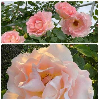 薔薇のある家の画像 by ラックスさん | 広い庭とロココとクライミングローズと水曜ローズショーと樹勢が強いとつるバラと広いお庭と庭の薔薇と可愛い薔薇と薔薇のある家と四季咲バラと薔薇の棚とアプリコット色