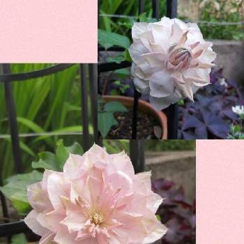 パテンス系クレマチス春姫の投稿画像一覧 Greensnap グリーンスナップ