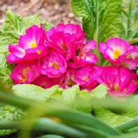 プリムラ,耐寒性宿根草,ピンクの花,ピンク❤︎ピンク,宿根草♪の画像