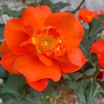 名前を教えてくださいの画像 by hanamoさん | 広い庭とバラとばら バラ 薔薇と初心者と元気もらえると名前を教えてくださいといい香りとガーデニングと花のある暮らしとオレンジと地植え