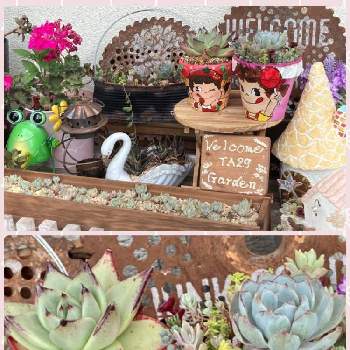  エボニーの画像 by ラ♡ミントさん | GS Lifeと手作り鉢とペコちゃん祭りとGSミニモニ。と エボニーとピンク大好きとバラと夢CLUBとタニクライフ