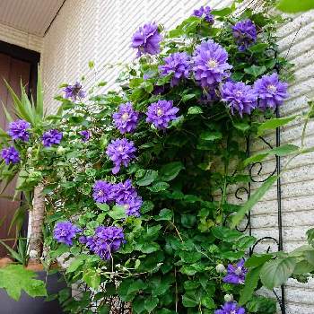 鮮やかなの画像 by BLANKAさん | エントランスとクレマチスと紫の花と花のある暮らしと鮮やかなとクレマチス   キリテカナワ