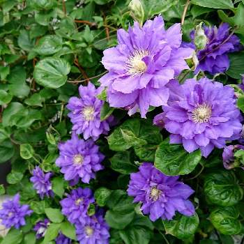 鮮やかなの画像 by BLANKAさん | エントランスとクレマチスと紫の花と花のある暮らしと鮮やかなとクレマチス   キリテカナワ
