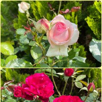 植物だいすきの画像 by カフェモカさん | ピエールドゥロンサールとバラ L.D.ブレスウェイトとみどりのある暮らしとばら バラ 薔薇とグリーンのある暮らしと花が咲いたと可愛いお花とバラのある暮らしと植物だいすきと多肉植物のある暮らしとささやかな幸せと多肉女子とほったらかしと花のある暮らしとかわいいな♡と庭の樹木