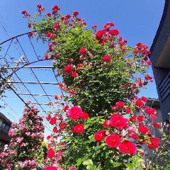無加工写真の画像 by kazu gardenさん | 小さな庭とつるバラ キングローズとばら バラ 薔薇と無加工写真と薔薇に夢中♡とやさしいきもちと美しい♡と朝のパトロールとパーゴラアーチと花の都市 福岡の花フォトコン