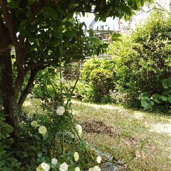 ただいま開花中！の画像 by あすかルビーさん | 小さな庭とミニバラ・グリーンアイスと花のある暮らしと古株さんとただいま開花中！