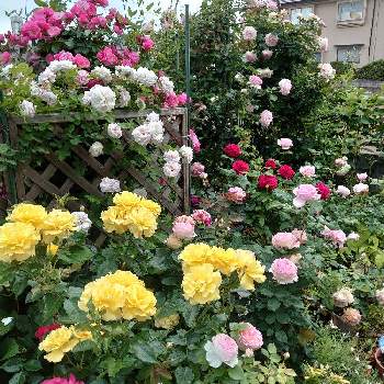 きれいの画像 by Keiさん | 小さな庭とみどりのある暮らしと薔薇愛同盟と花木とマイガーデンとGS映えときれいとおうち園芸とおきにいりとガーデニングと花のある暮らしとかわいいとKei's Rose Garden 2022と咲いた！