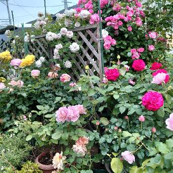 きれいの画像 by Keiさん | 小さな庭とみどりのある暮らしと花木とマイガーデンときれいとおうち園芸とおきにいりとガーデニングと花のある暮らしとかわいいとKei's Rose Garden 2022と咲いた！