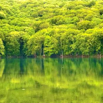 美しい自然の画像 by K2さん | お出かけ先とわりと好きシリーズ❣️と大自然はいいなぁ〜❣️と大自然大好き仲間❣️と大自然原生林と新緑と美しい自然