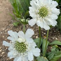 スカビオサ,スカビオサ・コーカシカ ファーマ,お庭,大好きなお花,白いお花の画像
